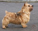 Norwich Terrier 9Y432D-004